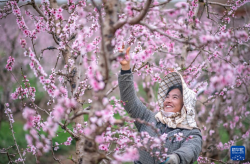 镜头里的春日经济——春耕里的“科技范儿”！蜜桃社