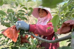 蜜桃社芍药越天山蜜桃上高原 拼多多重塑西部消费版图